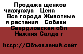 Продажа щенков чиахуахуа › Цена ­ 12 000 - Все города Животные и растения » Собаки   . Свердловская обл.,Нижняя Салда г.